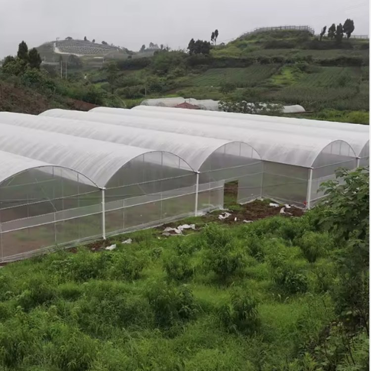 Agriculture multi-span arch plastic film vegetable hydroponic planting greenhouse for sale